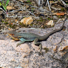 Ctenophorus modestus