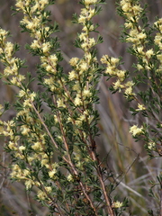 Petrophile squamata