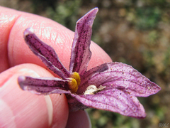 Aphyllon californicum californicum