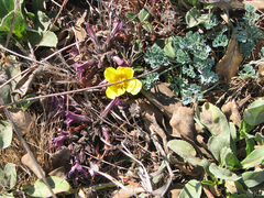 Aphyllon californicum californicum