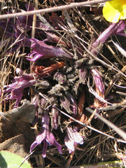 Aphyllon californicum californicum
