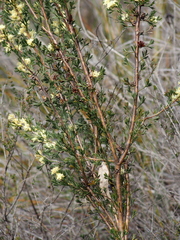 Petrophile squamata