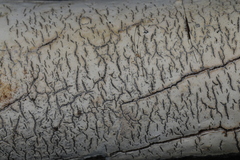 Phanerochaete livescens