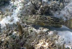 Mycteroperca bonaci