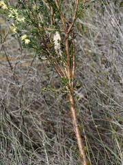 Petrophile squamata