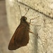 Rain-forest Faceted-Skipper - Photo (c) darien, some rights reserved (CC BY-NC), uploaded by darien