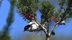 Melithreptus chloropsis