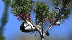 Melithreptus chloropsis