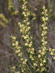 Petrophile squamata