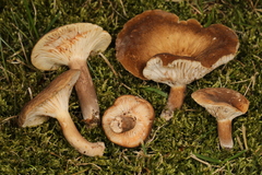 Lactifluus petersenii