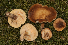 Lactifluus petersenii