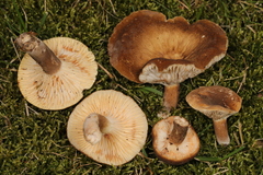 Lactifluus petersenii