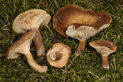 Lactifluus petersenii
