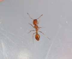 Solenopsis geminata