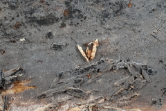 Botryohypochnus isabellinus