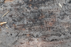 Botryohypochnus isabellinus