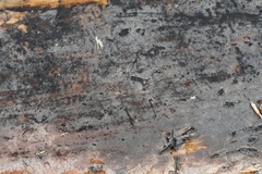 Botryohypochnus isabellinus