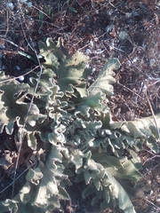 Verbascum undulatum