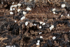 Polydesmia pruinosa