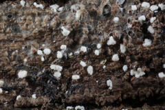 Polydesmia pruinosa