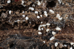 Polydesmia pruinosa