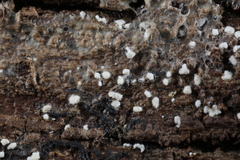 Polydesmia pruinosa