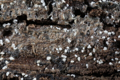 Polydesmia pruinosa