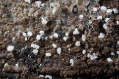 Polydesmia pruinosa