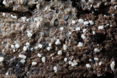 Polydesmia pruinosa