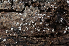 Polydesmia pruinosa