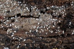 Polydesmia pruinosa