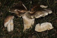 Russula ionochlora