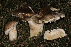 Russula ionochlora