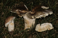 Russula ionochlora