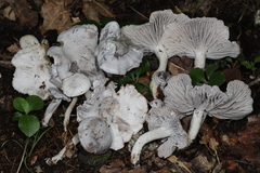 Cuphophyllus canescens