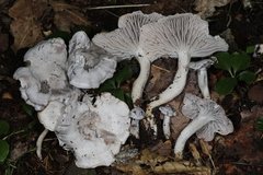 Cuphophyllus canescens