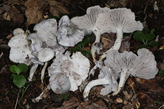 Cuphophyllus canescens