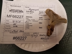 Hypomyces chlorinigenus