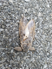 Kirkaldyia deyrolli