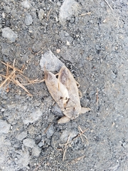 Kirkaldyia deyrolli