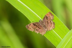 Antigonus funebris