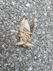 Kirkaldyia deyrolli
