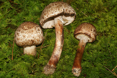 Agaricus brunneofibrillosus