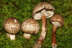 Agaricus brunneofibrillosus
