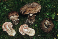 Agaricus pattersoniae