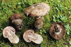 Agaricus pattersoniae