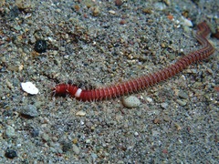 Eunice australis