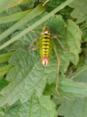 Poecilimon thoracicus