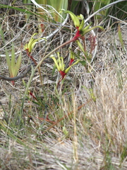 Anigozanthos bicolor decrescens