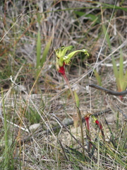 Anigozanthos bicolor decrescens